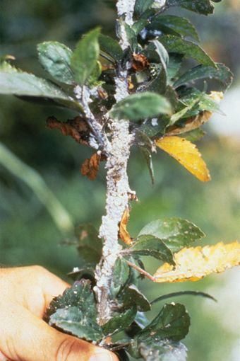 pink hibiscus mealybug attack 9