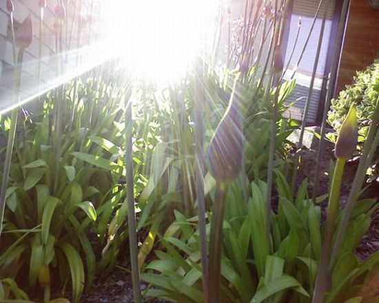 plants sunlight h5Q1w 7071