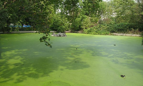 Pond alga