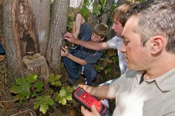 Power generated by trees