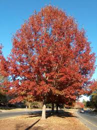Red Oak Trees