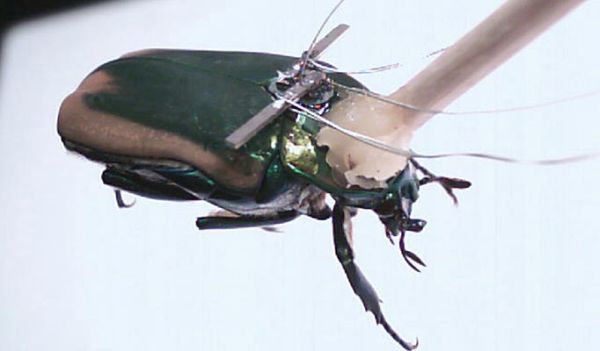 Rescue beetle