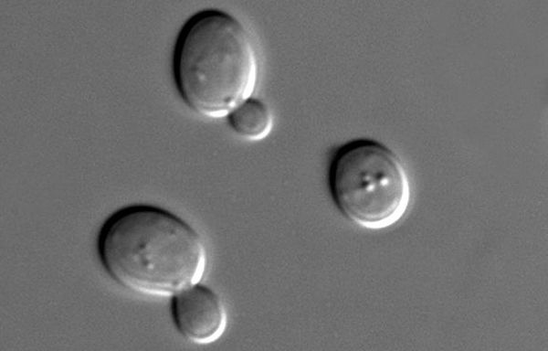 Researchers develop tools to make more complex biological machines from yeast