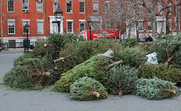 Reusing Christmas trees