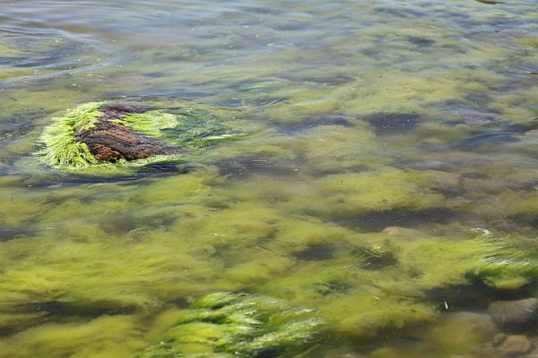 Roman Bath Algae