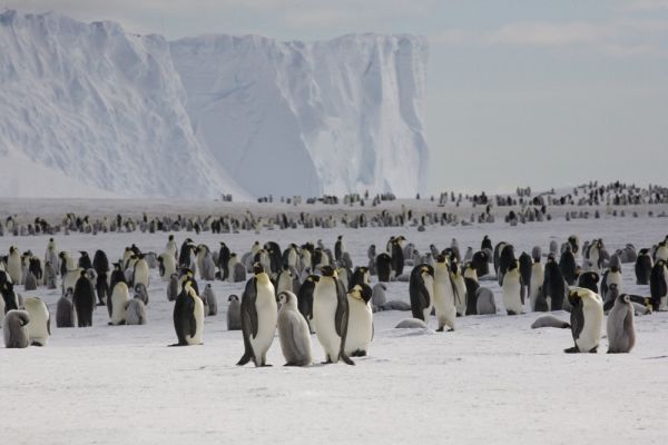 Scientists count penguins from space