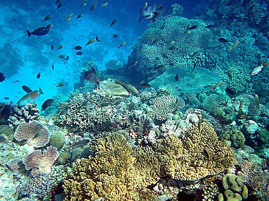 sea life