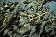 seaweed