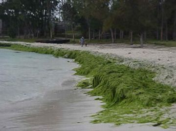 sewage algae 9