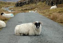 sheep2