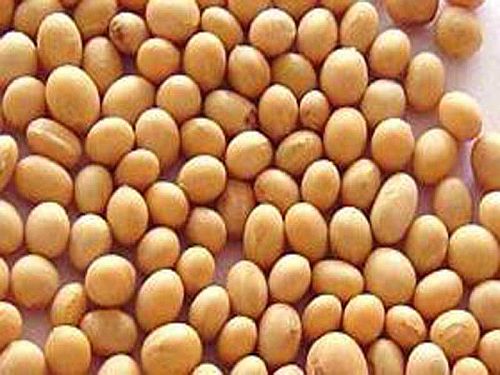soybean oil