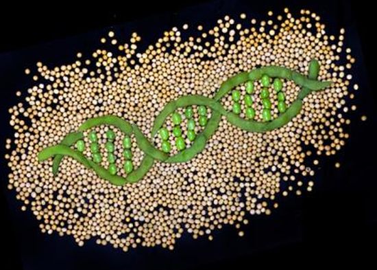 Soybean Genome Analysis To Improve Production Of Biodiesel - Ecofriend