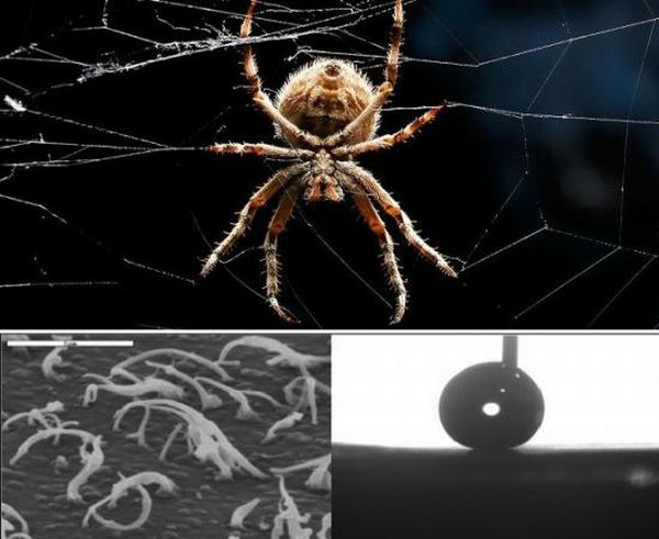Spider-inspired technology