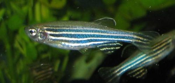 Squid and zebrafish cells inspire camouflaging smart materials