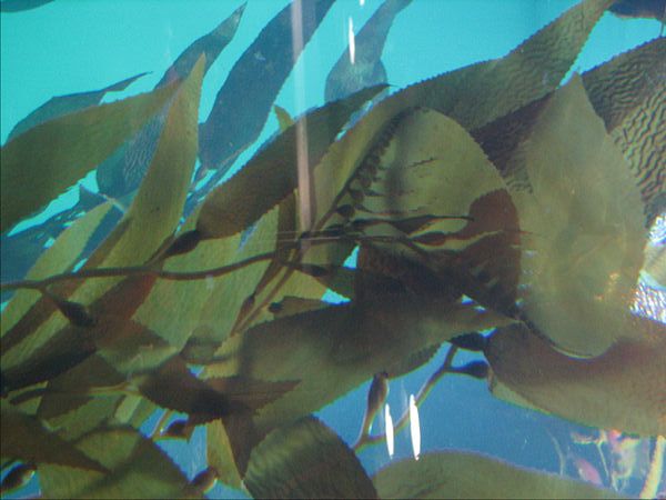 Study Finds Radioactive Fallout in California Kelp Beds
