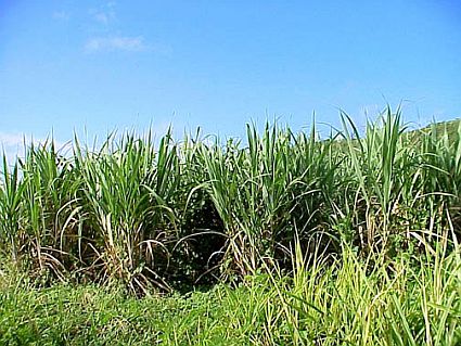 sugarcane crops in india