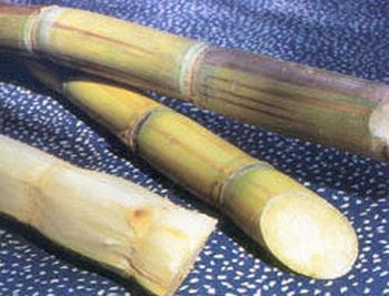 sugarcane fibers to generate electricity