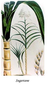 sugarcane plant