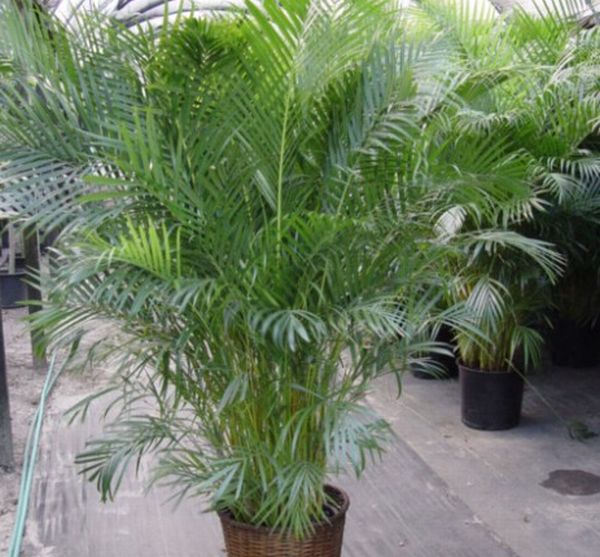 The Areca Palm