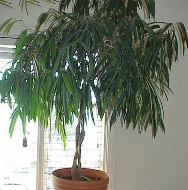 The Ficus Alii