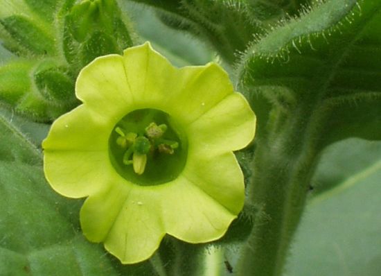 tobacco plant