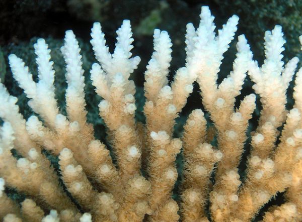 VIRAL DISEASE – PARTICULARLY FROM HERPES  MIGHT CAUSE CORAL DECLINE