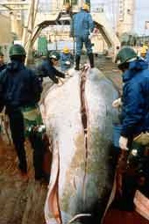 whaling