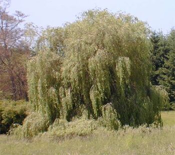 Giant 'Willow' grass to play a major role in UK's energy supply - Ecofriend