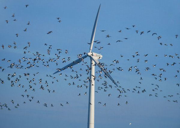 Wind turbines have little impact on bird populations