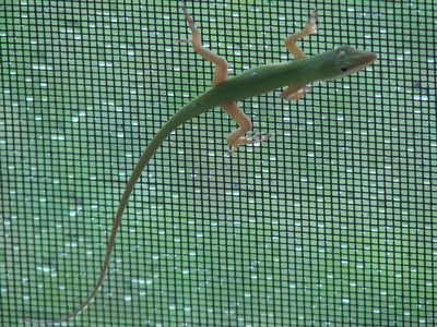 window screen made of fiber glass mesh