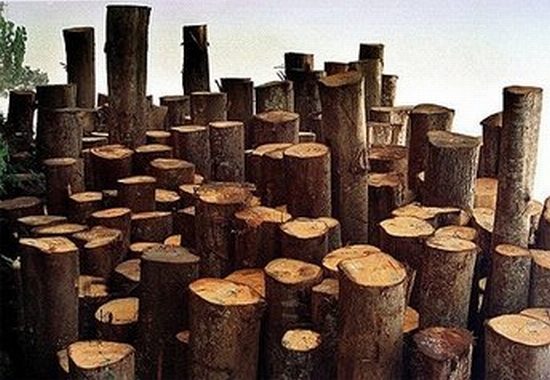 wood plant