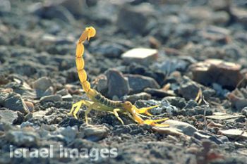 yellow israeli scorpion