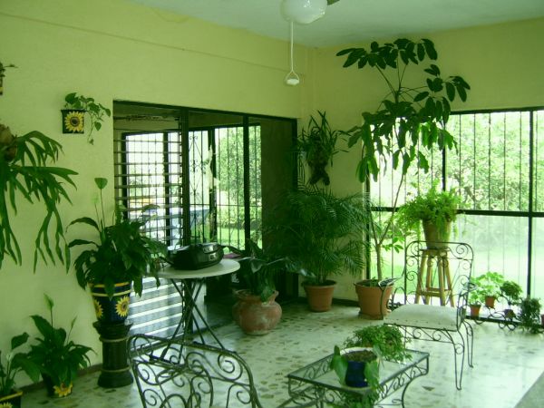 plants-inside-rooms