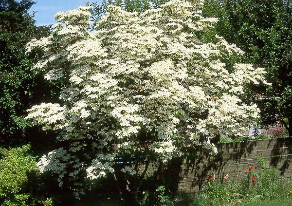 Kousa Dogwood 1