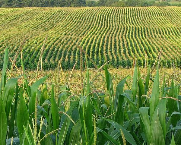 corn stalks