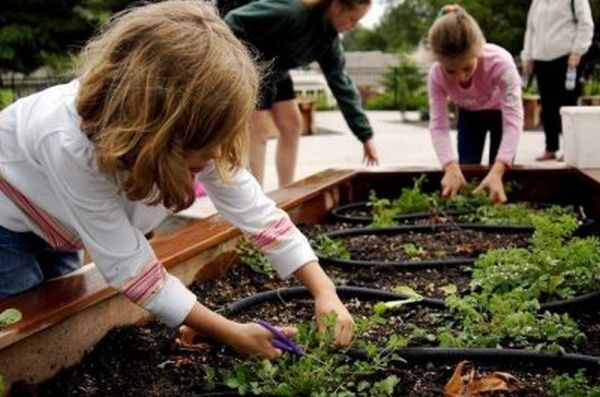 Raleigh-Park-school-garden