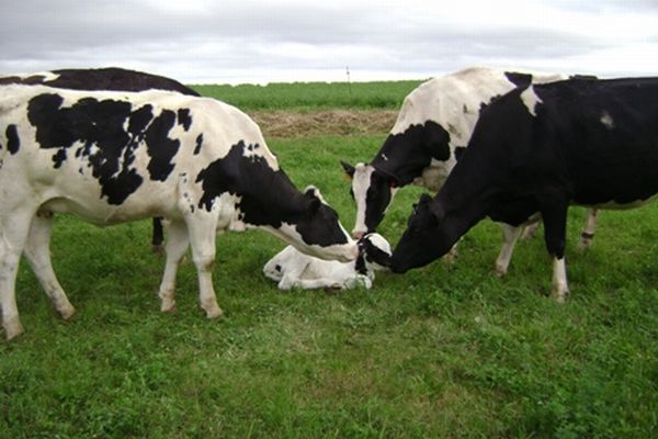 cow calf