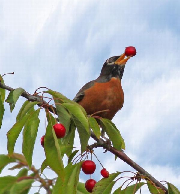 robin_with_cherry