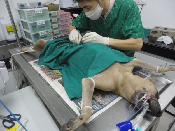 spaying-subsidy-for-1-female-dog-lai-mei-kueens-2012-08-25-151014-5830