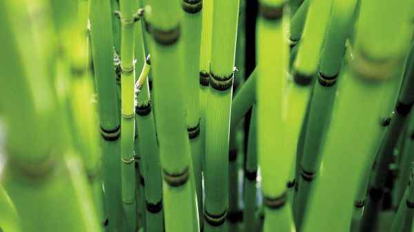 Bamboo-