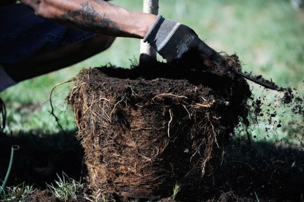 tree plantation