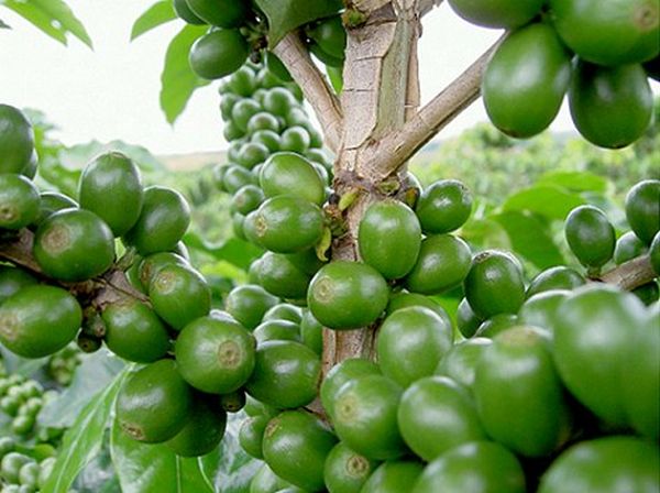 green-coffee-beans