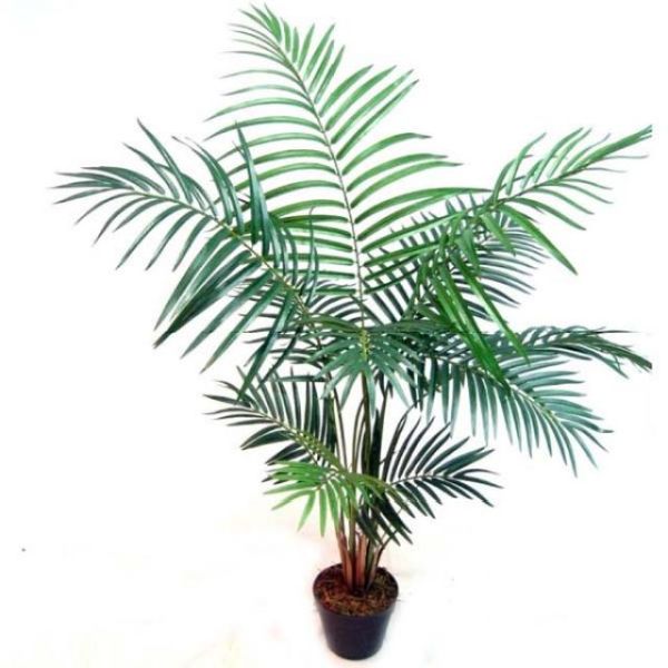 BF0640E_4_feet_Mini_Areca_Palm