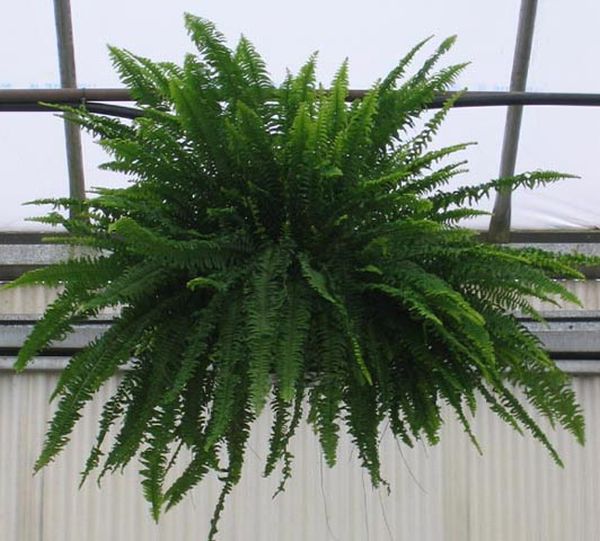 Boston_Fern_36_in