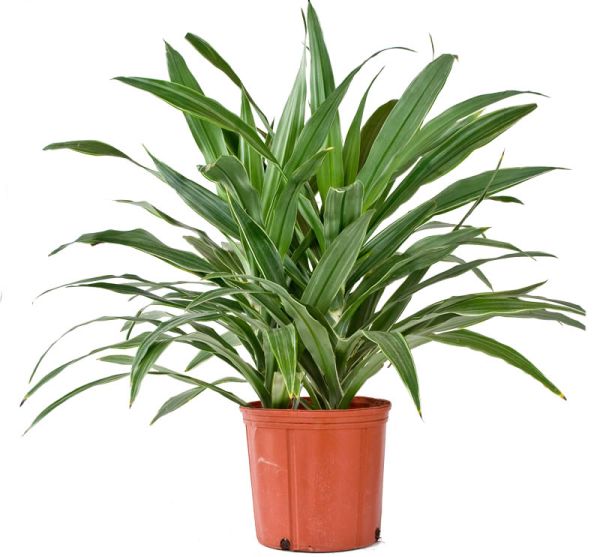 dracena_janetcraig