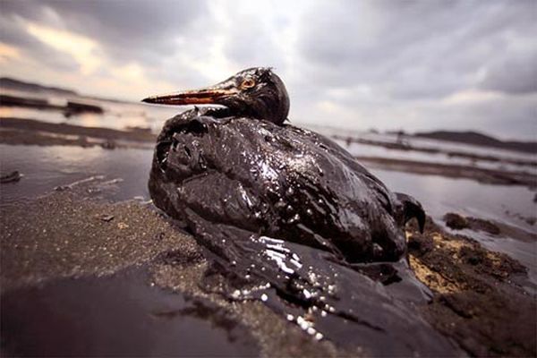 oil-spill-bird