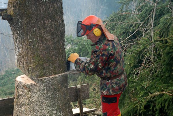 080331_cutting_trees_19_rkk_send