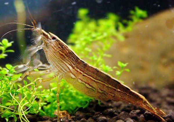 Bamboo-Shrimp