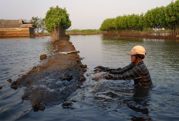 Construction_of_Freshwater_Shrimp_Farm,_Pekalongan