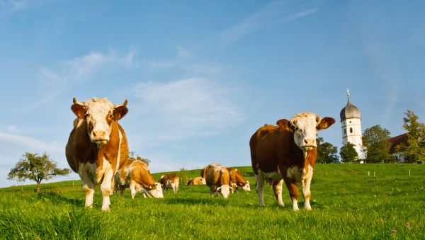 Cows on Meadow